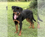 Small #1 Rottweiler
