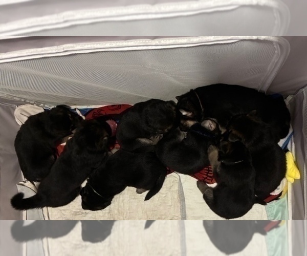 Medium Photo #15 German Shepherd Dog Puppy For Sale in SACRAMENTO, CA, USA