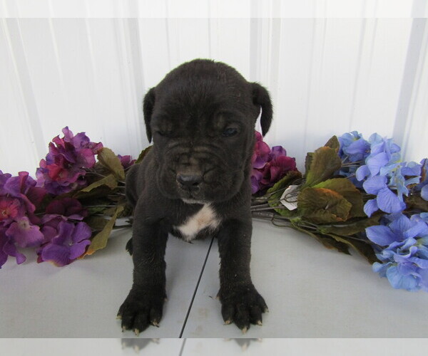 Medium Photo #19 Cane Corso Puppy For Sale in EMPIRE STATE, NY, USA