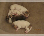 Small Photo #38 Collie Puppy For Sale in HIGH POINT, NC, USA