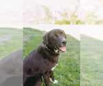 Small #1 Borador