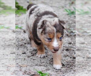 Australian Shepherd Puppy for Sale in FLORESVILLE, Texas USA