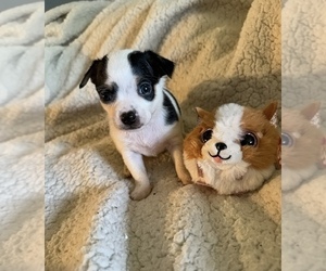 Chihuahua Puppy for sale in SHERMAN, TX, USA