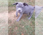 Small Photo #4 American Bully Puppy For Sale in PICKENS, SC, USA