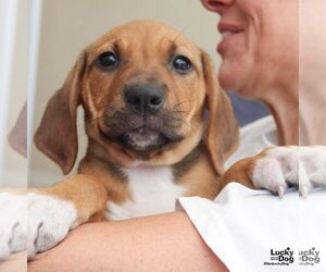 Retriever -Unknown Mix Dogs for adoption in Washington, DC, USA