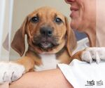 Small Retriever  Mix