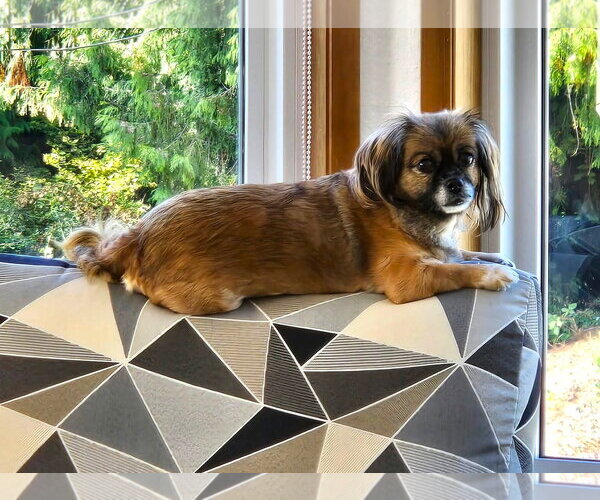 Medium Photo #2 Pekingese Puppy For Sale in Arlington, WA, USA