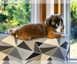 Small Photo #2 Pekingese Puppy For Sale in Arlington, WA, USA