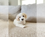 Small Photo #9 -Goldendoodle Mix Puppy For Sale in SEATTLE, WA, USA