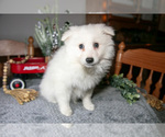Small Photo #3 Miniature American Eskimo Puppy For Sale in GENEVA, IN, USA