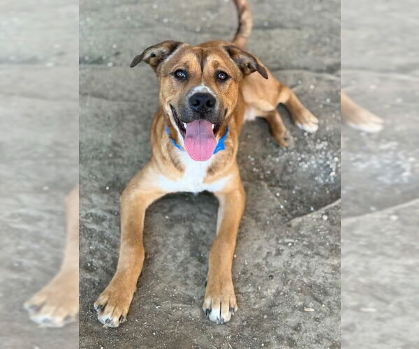 Medium Photo #2 Staffordshire Bull Terrier-Unknown Mix Puppy For Sale in Riverside, CA, USA