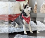 Layla - Female Siberian Husky Puppy for Sale - Photo #5