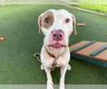 Small #1 American Pit Bull Terrier