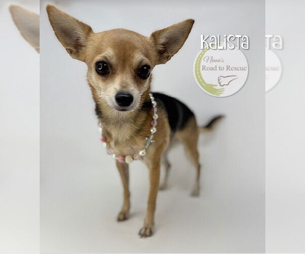 Medium Photo #3 Chihuahua Puppy For Sale in Benton, LA, USA