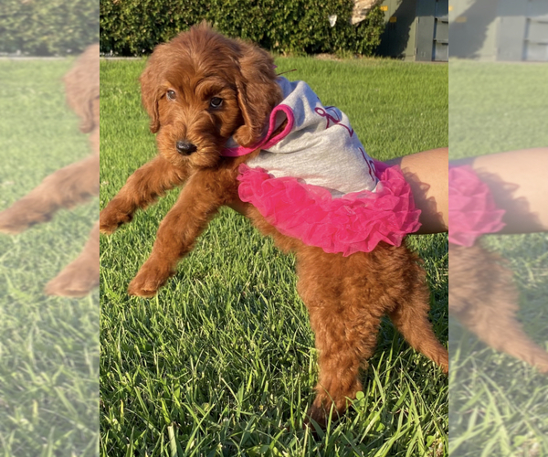 Medium Photo #3 Goldendoodle Puppy For Sale in BREA, CA, USA