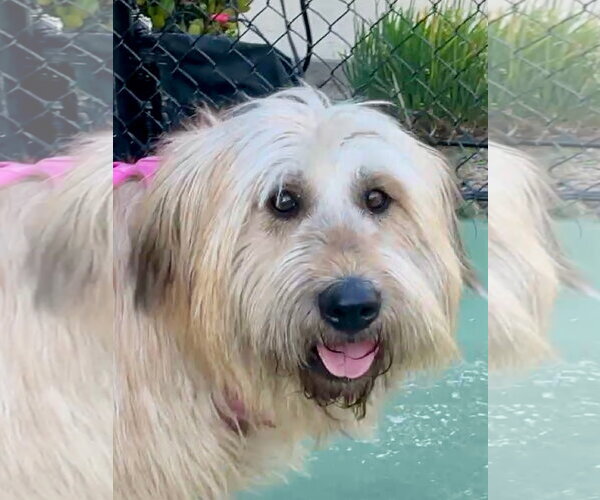 Medium Photo #1 Bearded Collie-Wheaten Terrier Mix Puppy For Sale in Agoura Hills, CA, USA