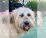 Small Bearded Collie-Wheaten Terrier Mix