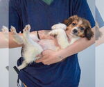 Small #2 Australian Shepherd Mix