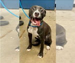 Small #2 American Pit Bull Terrier Mix