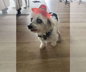 Maltese Dogs for adoption in Spring Lake, NC, USA
