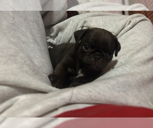 Medium Photo #36 Pug Puppy For Sale in BLOOMINGTON, IL, USA