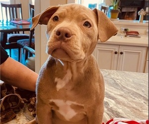 American Pit Bull Terrier Puppy for sale in POPLAR BLUFF, MO, USA