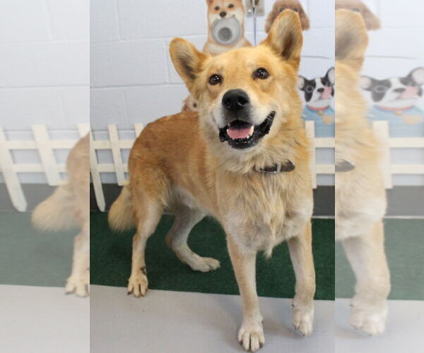 Medium Photo #2 Golden Retriever-Unknown Mix Puppy For Sale in Newfoundland, PA, USA