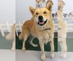 Small #1 Golden Retriever Mix