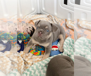 French Bulldog Puppy for Sale in PISMO BEACH, California USA
