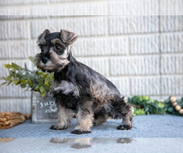 Medium Photo #3 Schnauzer (Miniature) Puppy For Sale in BALTIC, OH, USA