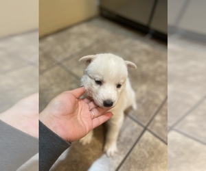 Siberian Husky Puppy for sale in FORT WAYNE, IN, USA