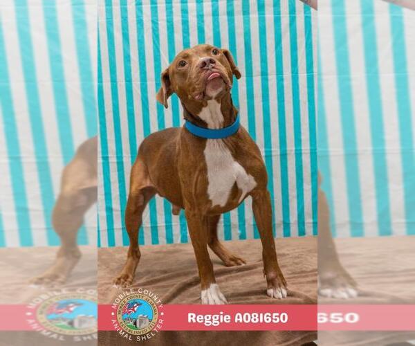 Medium Photo #2 American Bulldog-Unknown Mix Puppy For Sale in Mobile, AL, USA