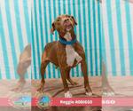 Small #1 American Bulldog Mix