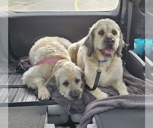 Poodle (Standard) Dogs for adoption in Williamsburg, IA, USA