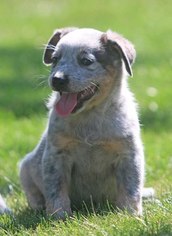Sheprador Puppy for sale in WEBBERVILLE, MI, USA