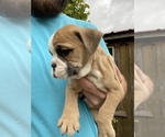 Small Photo #6 English Bulldog Puppy For Sale in SPENCER, TN, USA