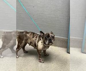 French Bulldog-Unknown Mix Dogs for adoption in Las Vegas, NV, USA