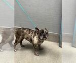 Small French Bulldog Mix