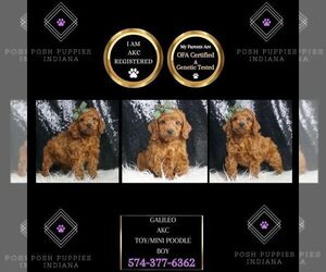 Poodle (Toy) Puppy for sale in WARSAW, IN, USA