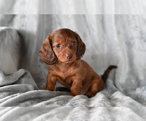 Dachshund Puppy for sale in FREDERICKSBURG, OH, USA