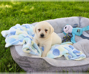 Labrador Retriever Puppy for sale in SYRACUSE, IN, USA