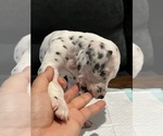 Puppy Heart nose Dalmatian