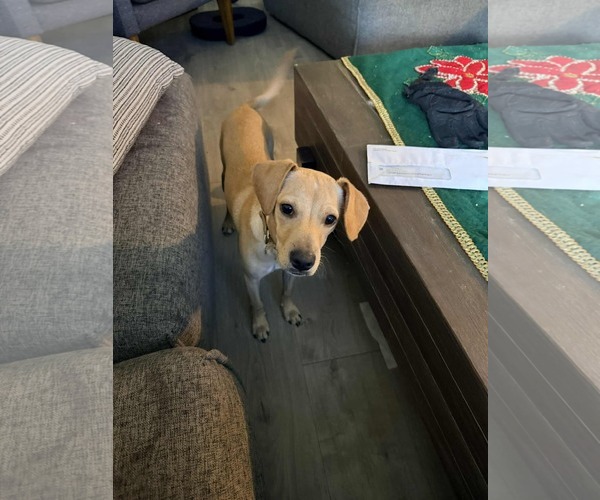 Medium Photo #11 Jack Russell Terrier-Labrador Retriever Mix Puppy For Sale in Princeton, MN, USA