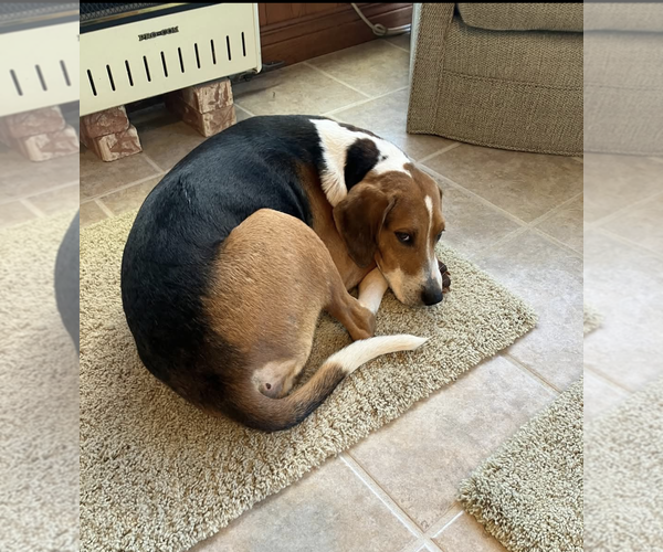 Medium Photo #4 Treeing Walker Coonhound-Unknown Mix Puppy For Sale in Maryville, TN, USA