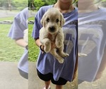 Puppy Jolene Goldendoodle