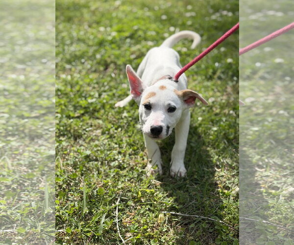 Medium Photo #1 Labrador Retriever-Unknown Mix Puppy For Sale in Yardley, PA, USA