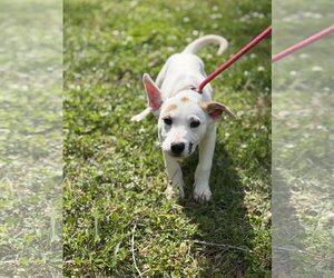 Labrador Retriever-Unknown Mix Dogs for adoption in Yardley, PA, USA