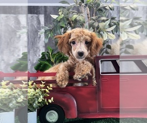 Poodle (Miniature) Puppy for sale in CANOGA, NY, USA