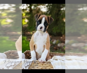 Boxer Puppy for sale in SHIPSHEWANA, IN, USA