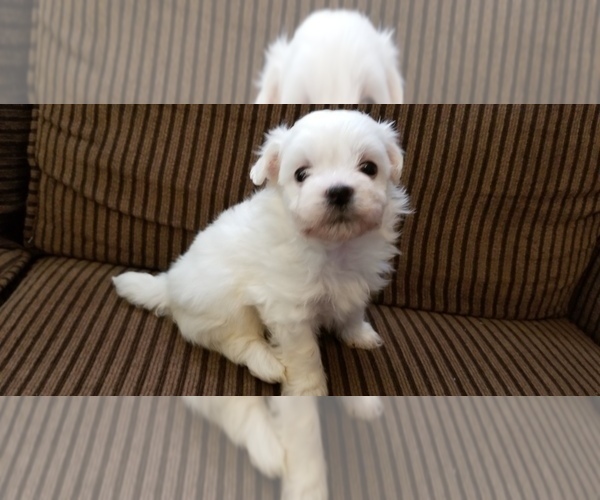 Medium Photo #4 Zuchon Puppy For Sale in SHAWNEE, KS, USA